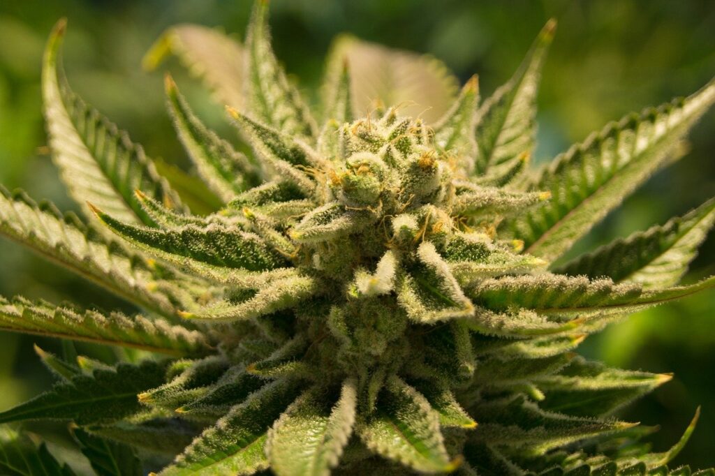 cannabis, pot, weed