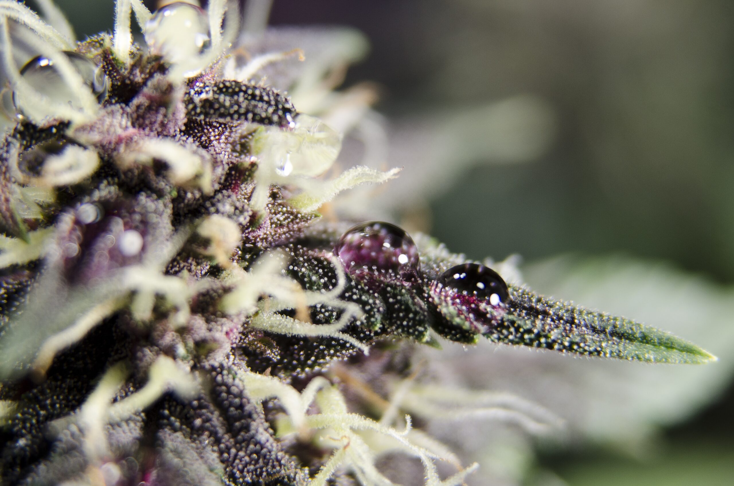 purple-high-thc-cannabis-flower-with-resin