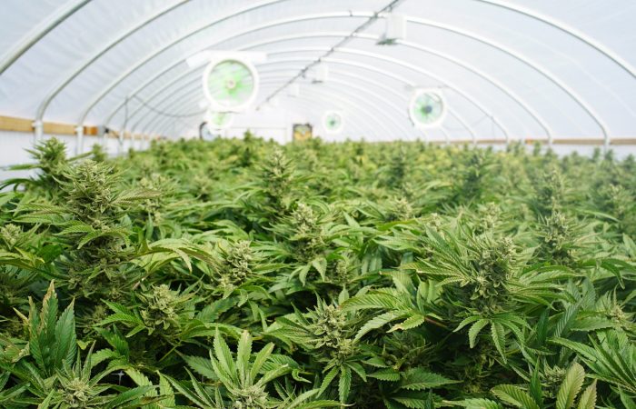 indoor-cannabis-grow-genetics-thc