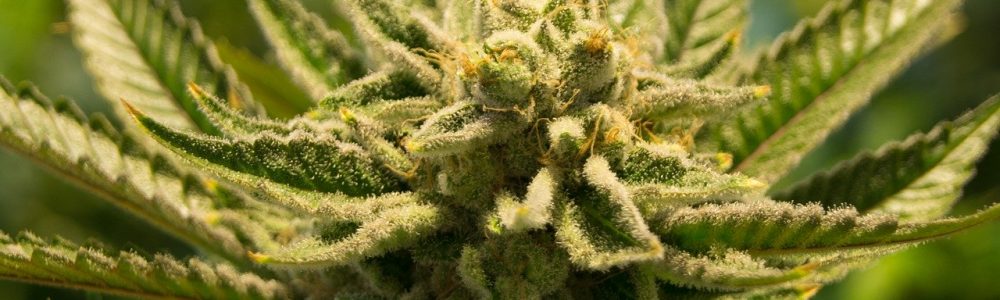 cannabis, pot, weed